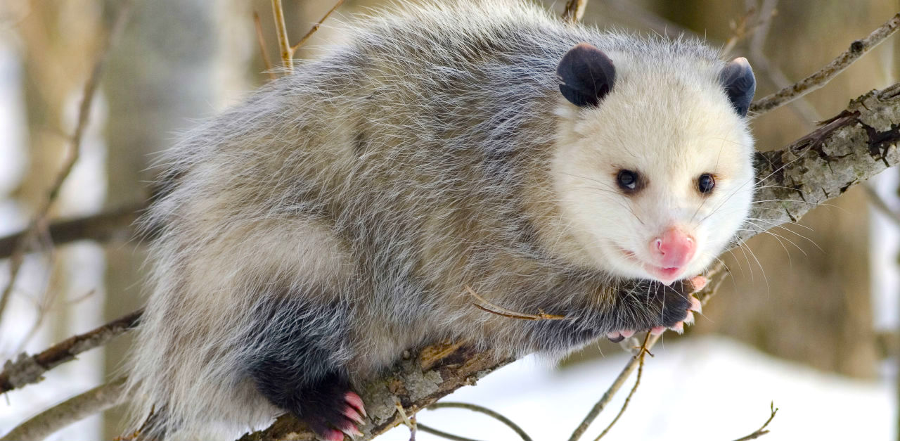 possum hp