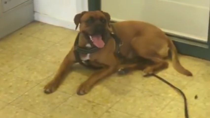 post-office-dog-signature6.jpg