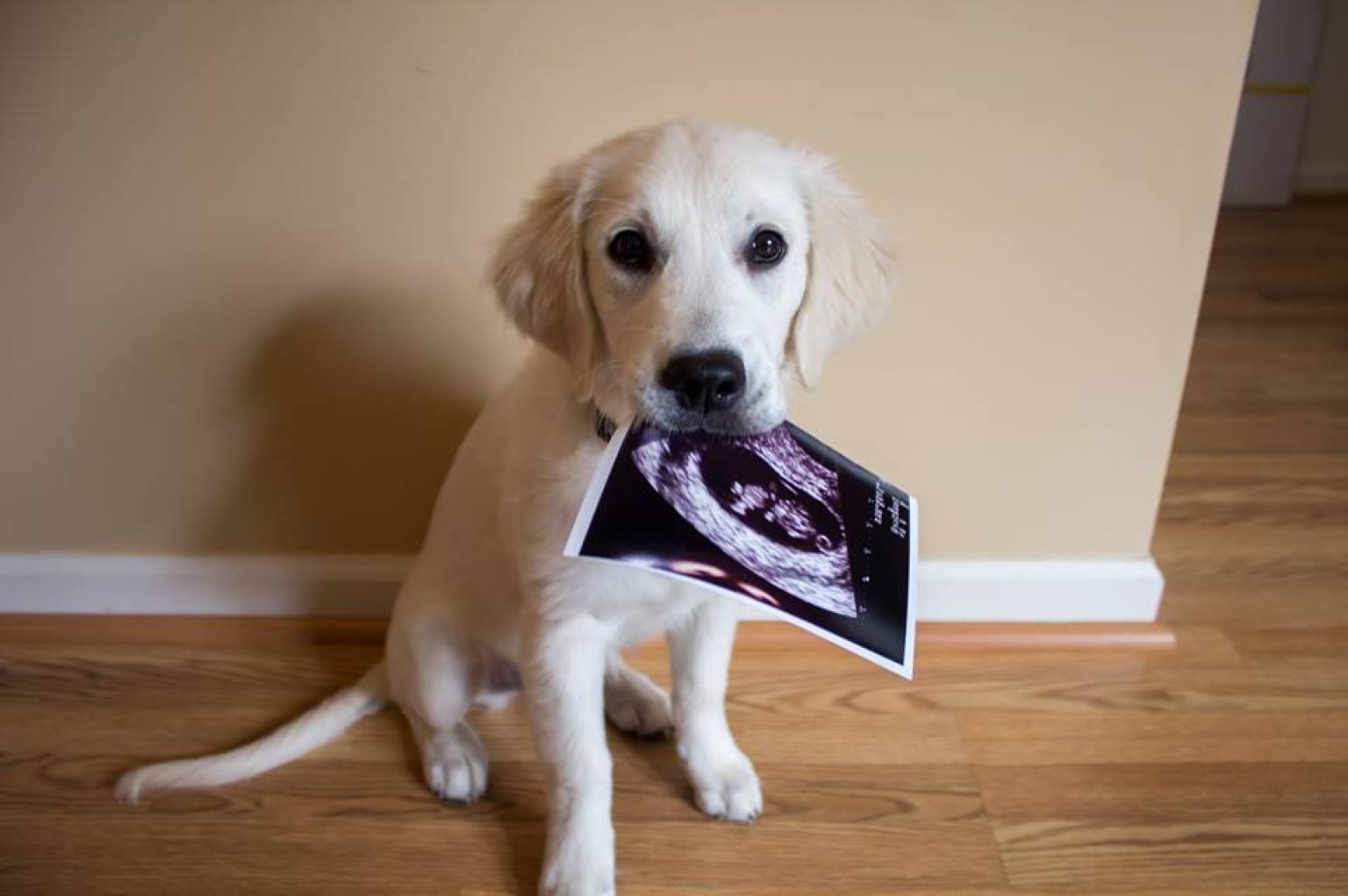 pregnancy-announcements-with-dogs.jpg