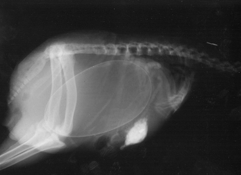 pregnant-animals-x-rays-14-5822fcdc21207__605.jpg