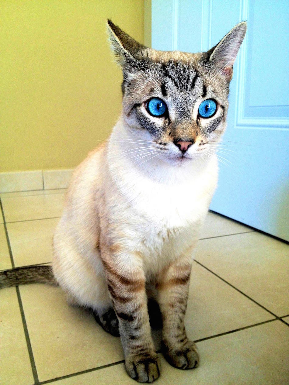 pretty-cat.jpg