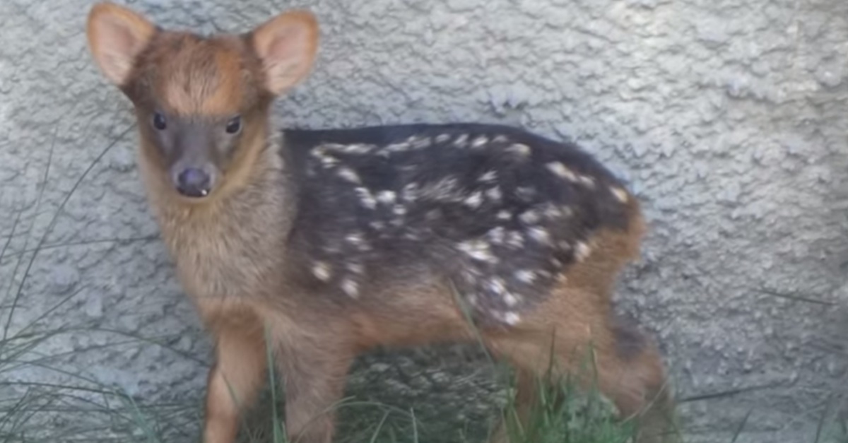 pudu