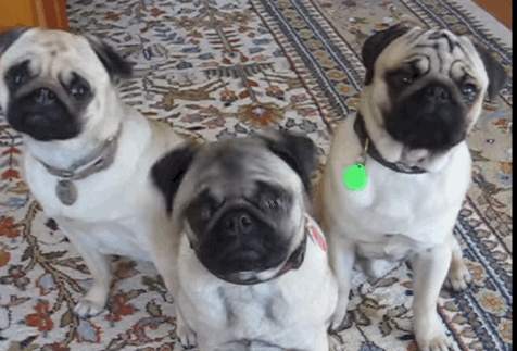 pug-1.gif
