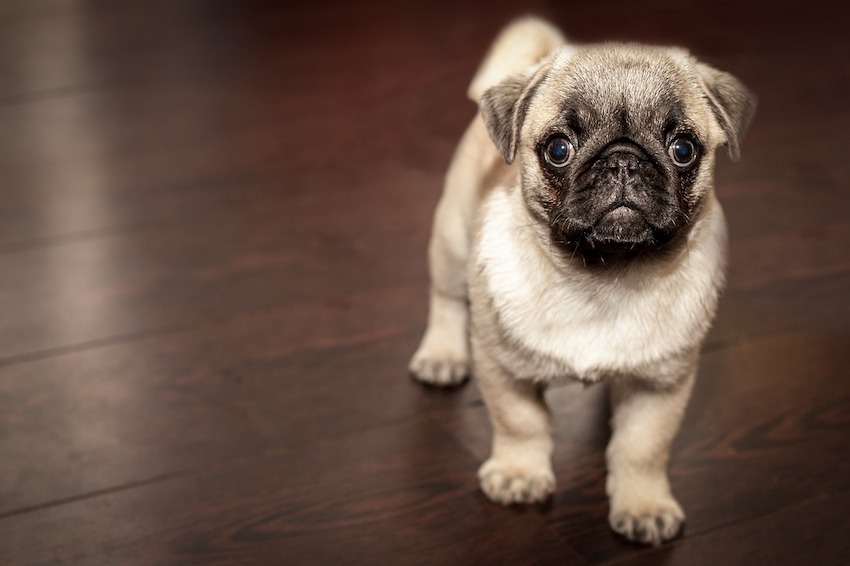 pug-690566_1280.jpg