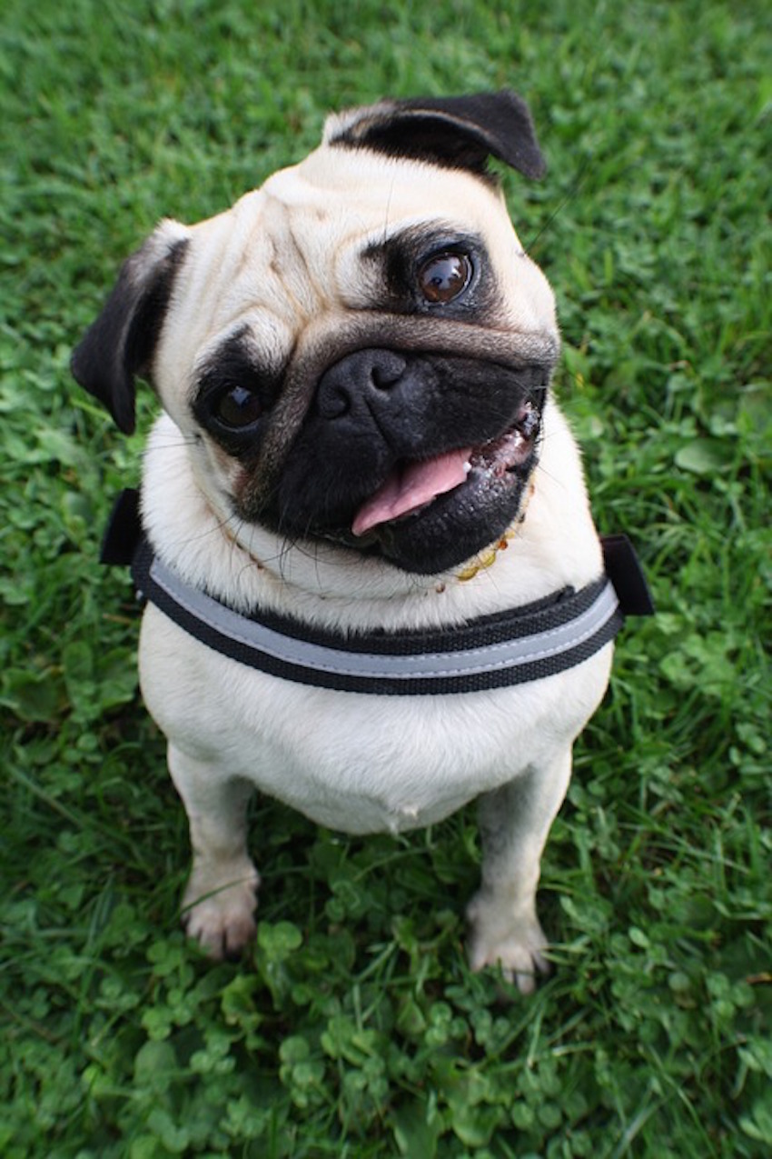 pug-943499_960_720.jpg