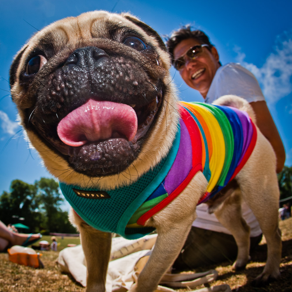 pug-brighton-pride-dog-show.jpg