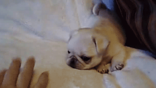pug.gif