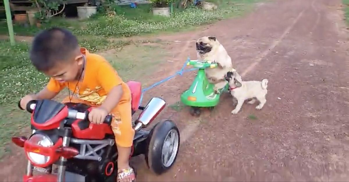 pugercycle2