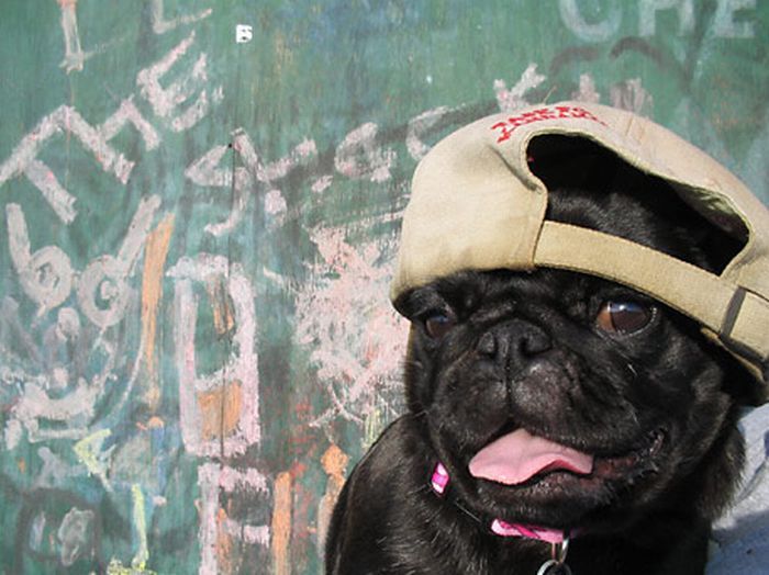 puglife.jpg