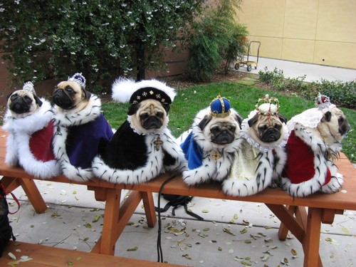 pugs