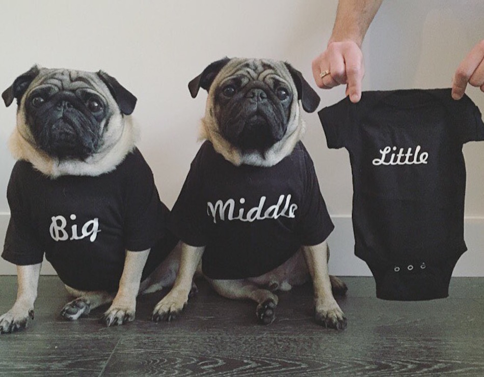 pugs.jpg
