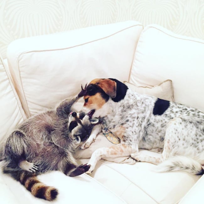 pumpkin-raccoon-10.jpg