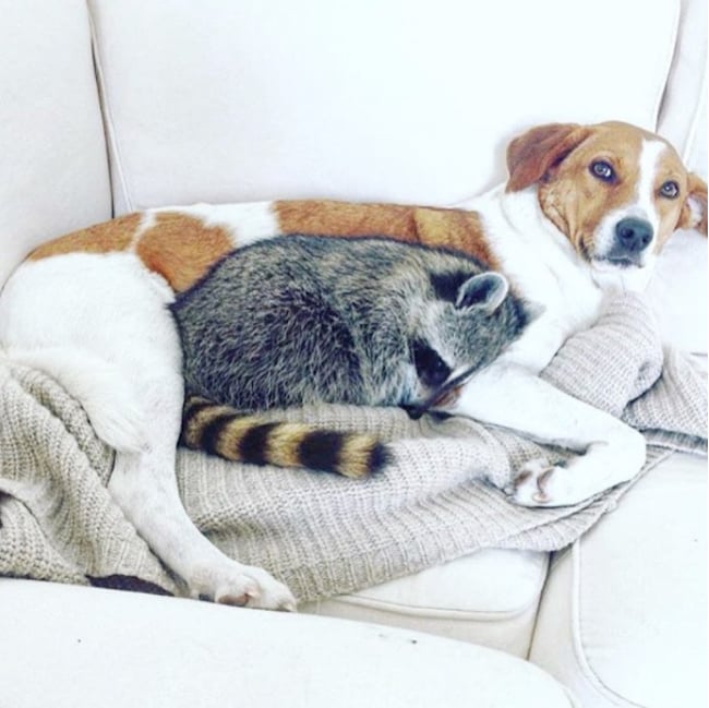 pumpkin-raccoon-111.jpg