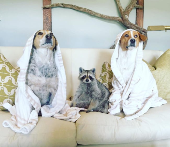 pumpkin-raccoon-12.jpg