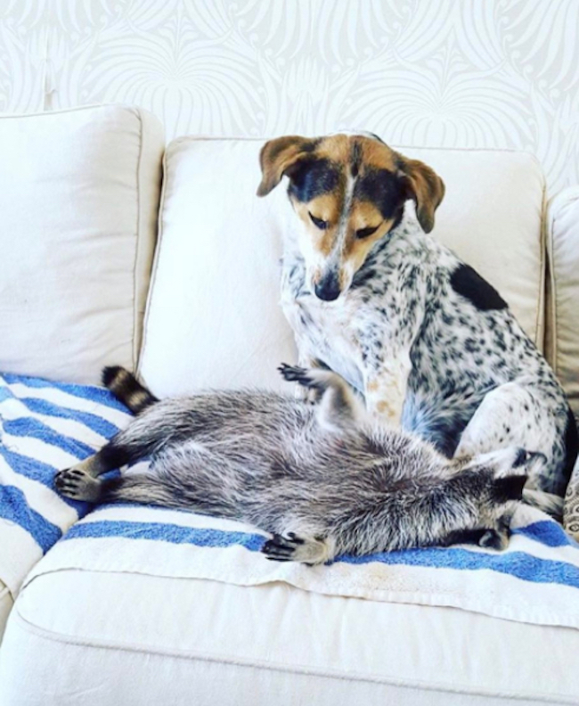 pumpkin-raccoon-2.jpg