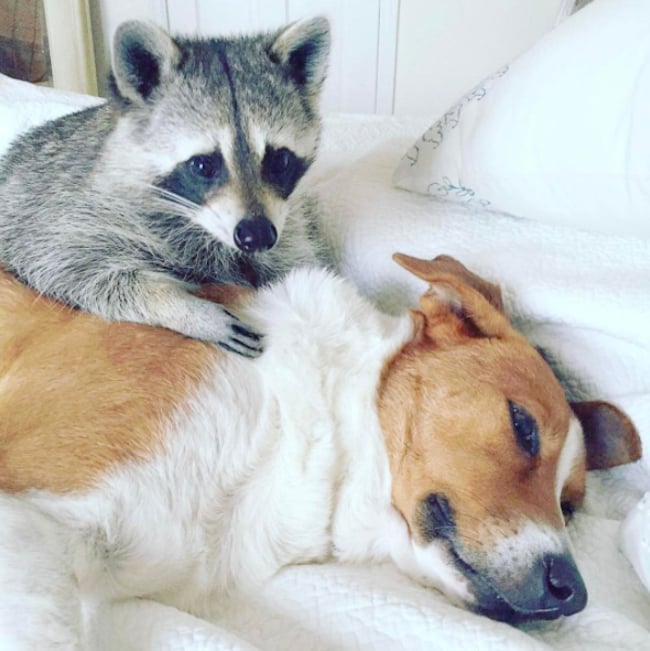 pumpkin-raccoon-3.jpg
