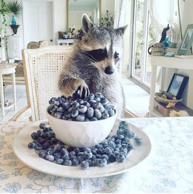 pumpkin-raccoon-4.jpg