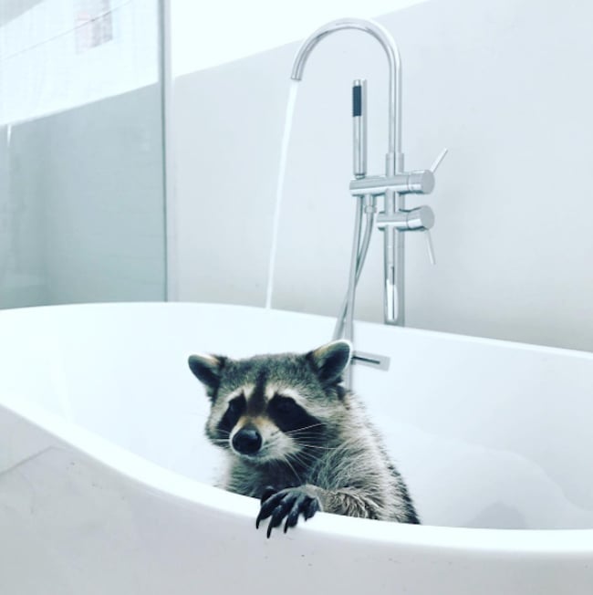 pumpkin-raccoon-51.jpg