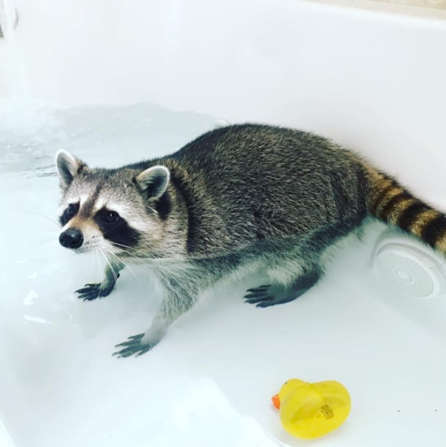 pumpkin-raccoon-6.jpg