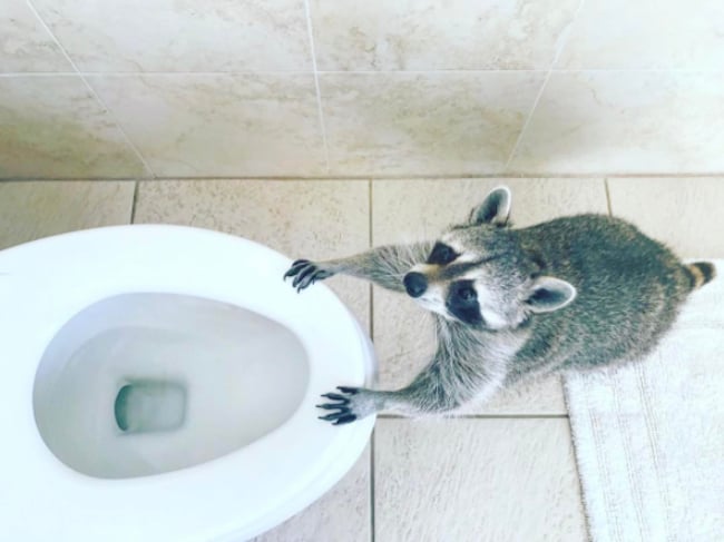 pumpkin-raccoon-7.jpg