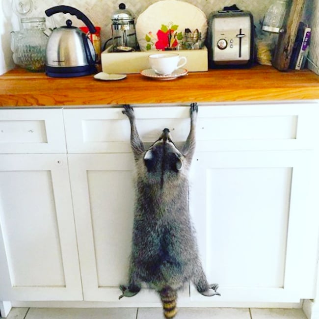 pumpkin-raccoon-8.jpg