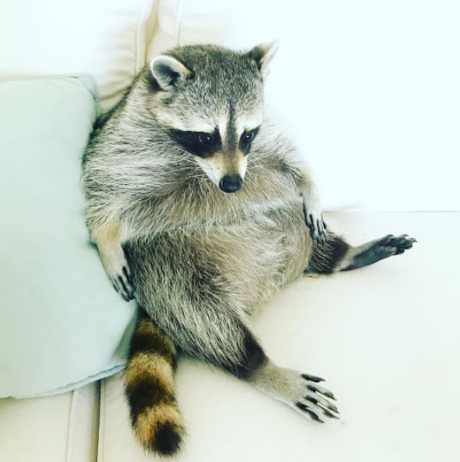 pumpkin-raccoon-9.jpg