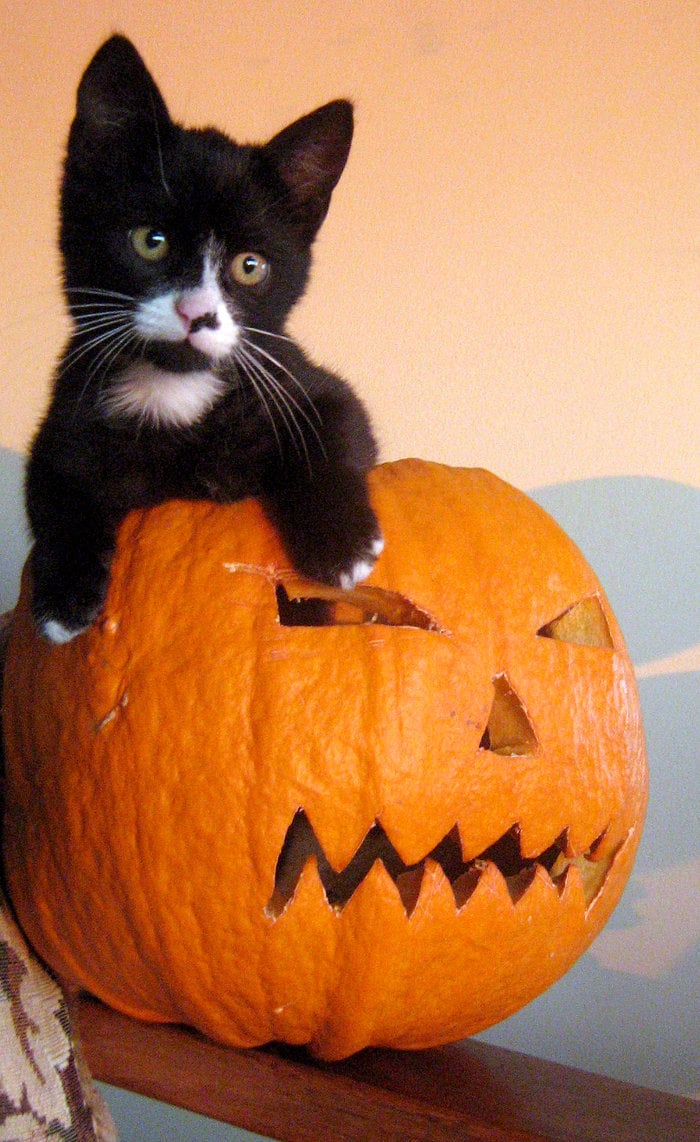 pumpkin_cat_by_Alcadeea.jpg