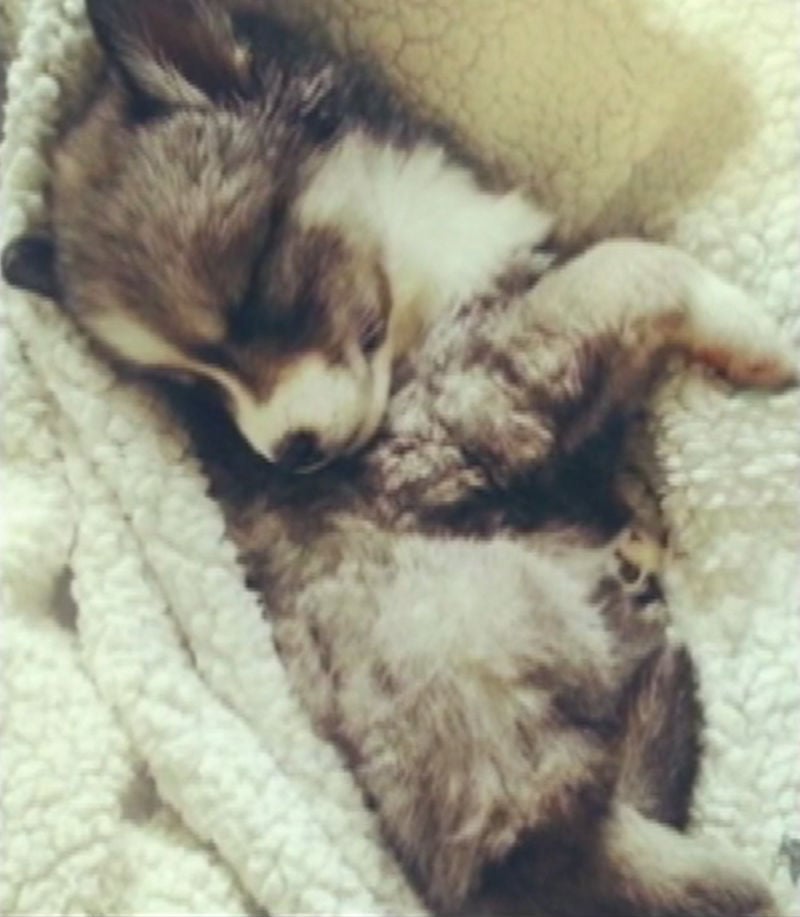 pup-18.jpg