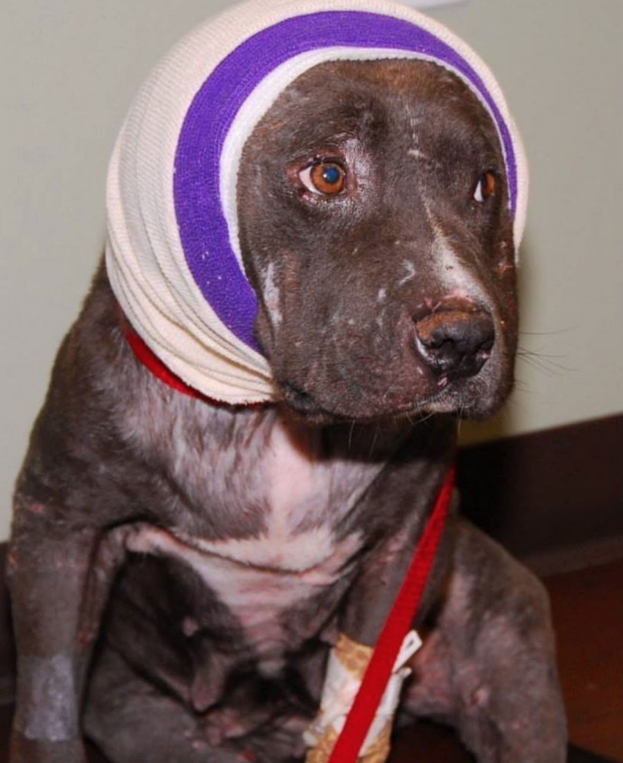 pup-3.jpg