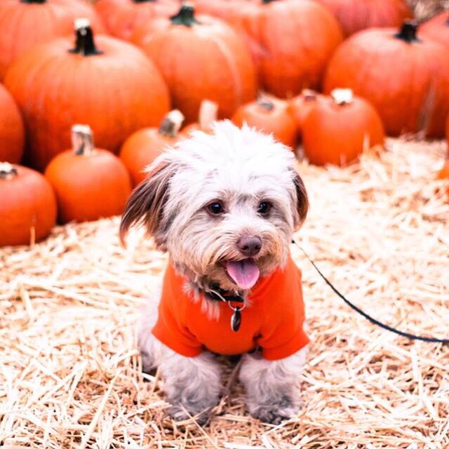 pup-in-the-patch_t20_7OERjO.jpg