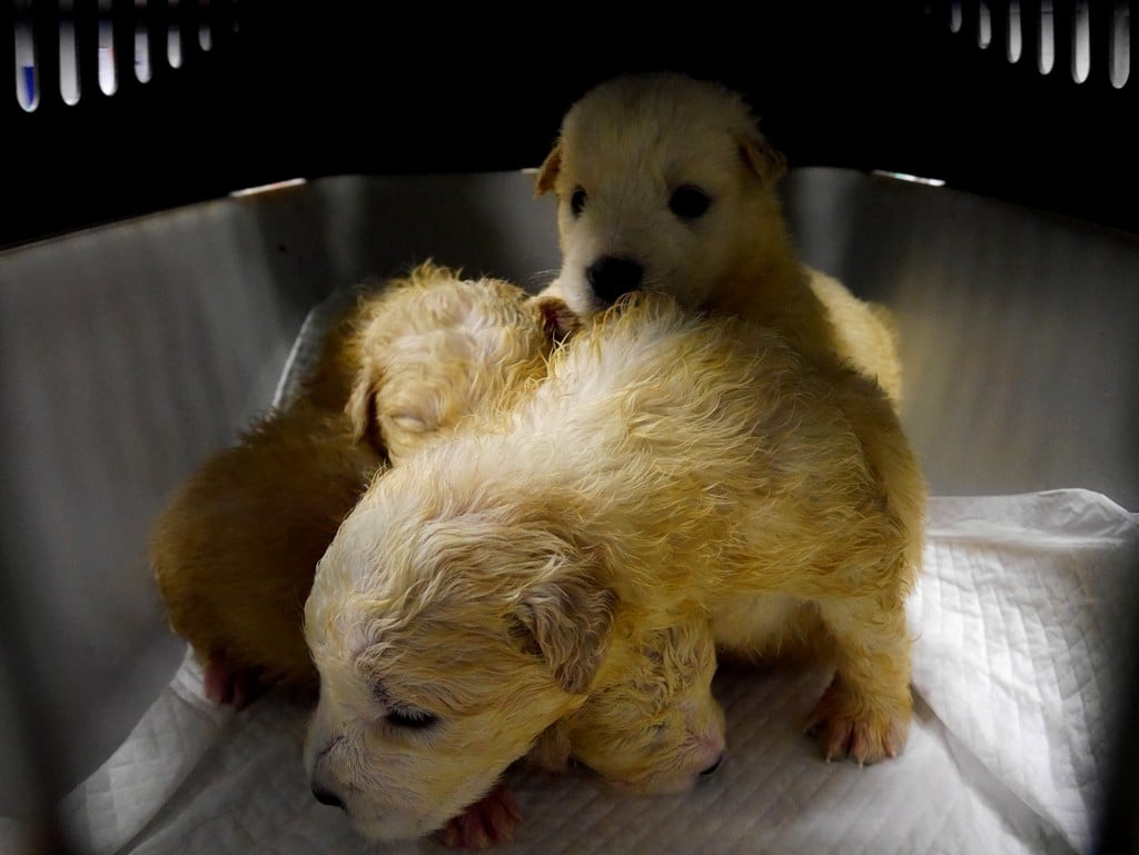pup1-10.jpg