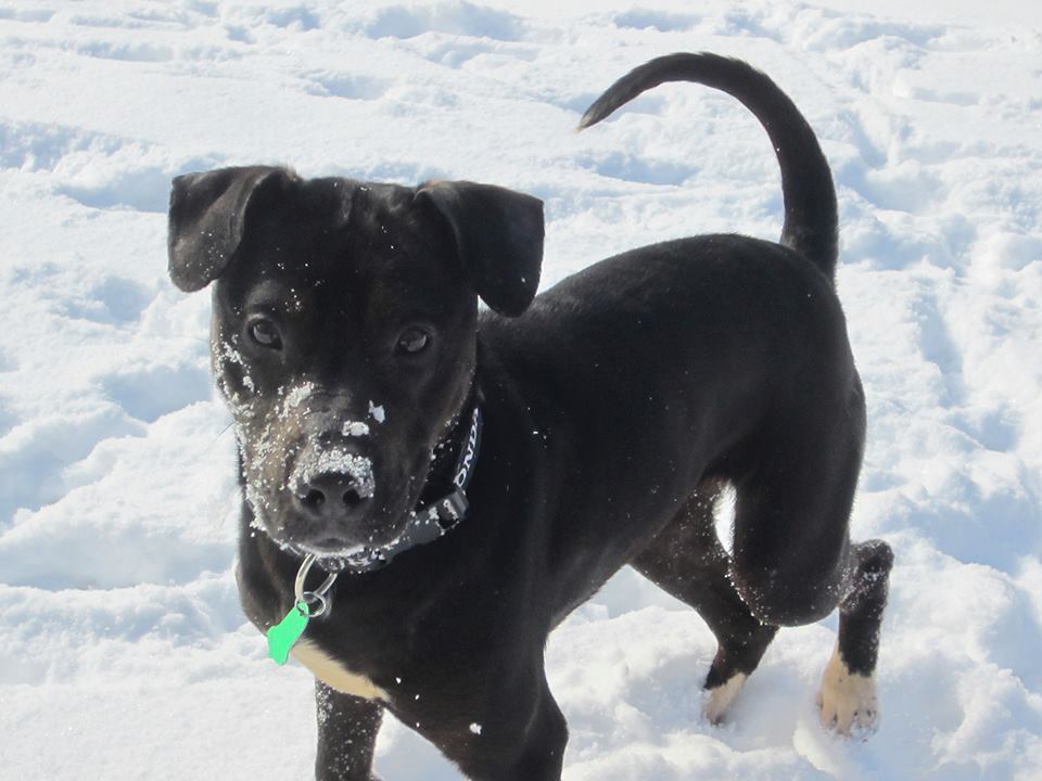 pup1-2.jpg