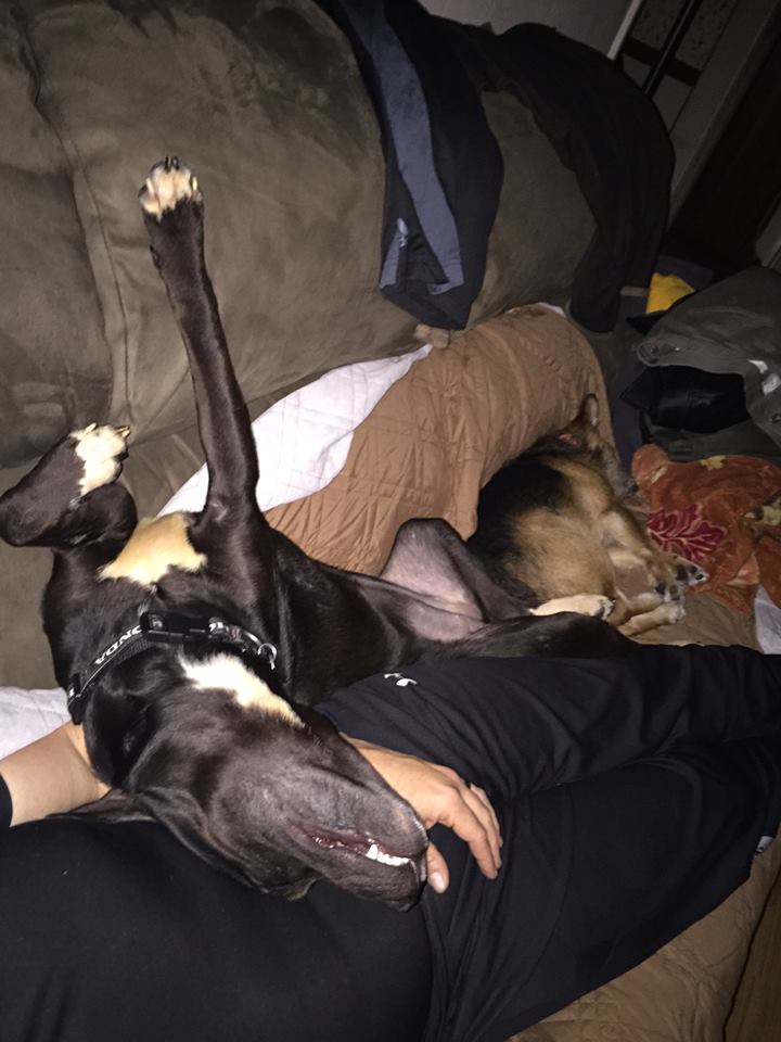 pup2-6.jpg