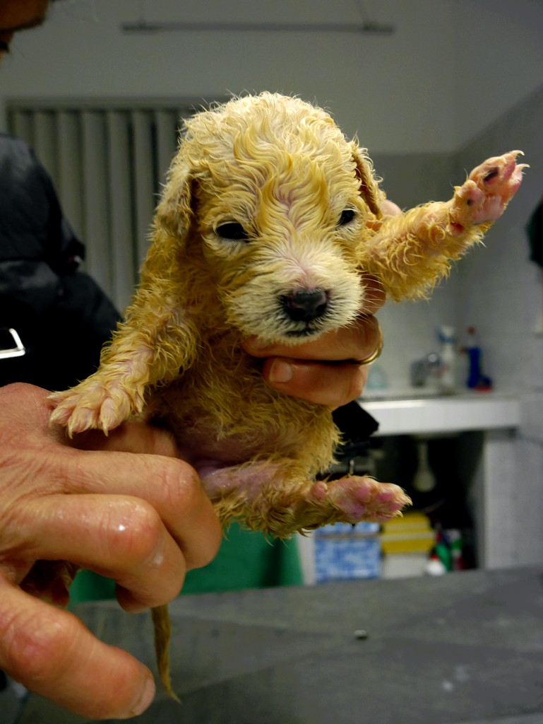 pup7-3.jpg