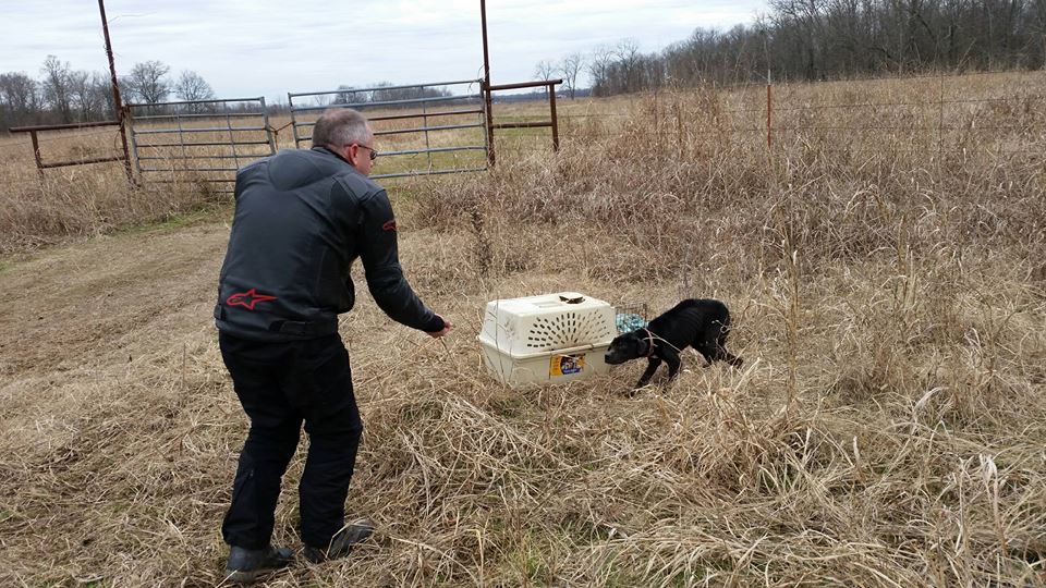 pup8-3.jpg