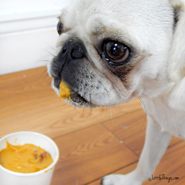 puppaccinos-10.jpg