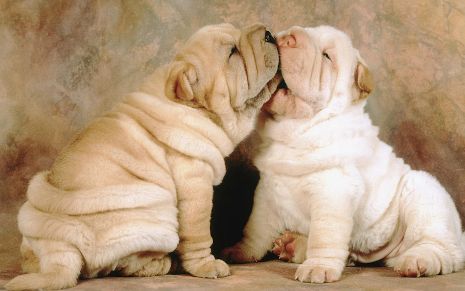 Affectionate Shar-pei Puppies