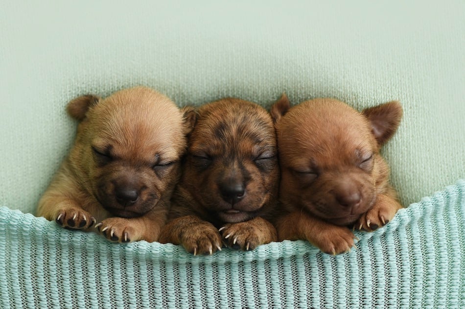 puppers.jpg