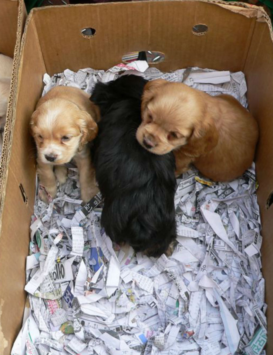 puppieeees.jpg
