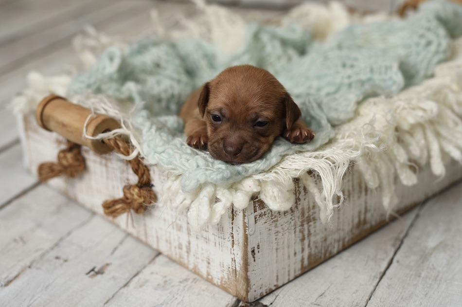 puppy-1-1.jpg