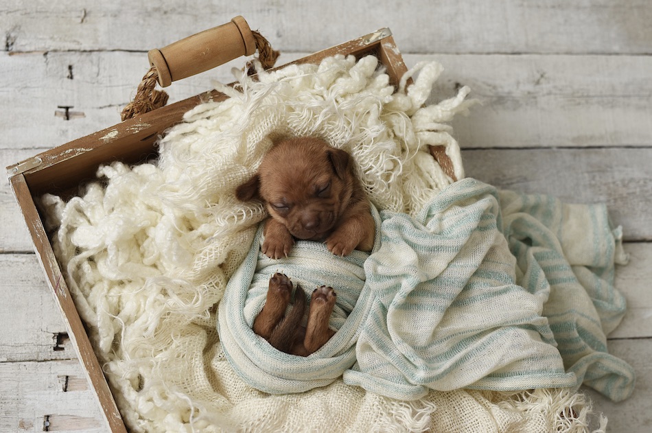puppy-1.jpg