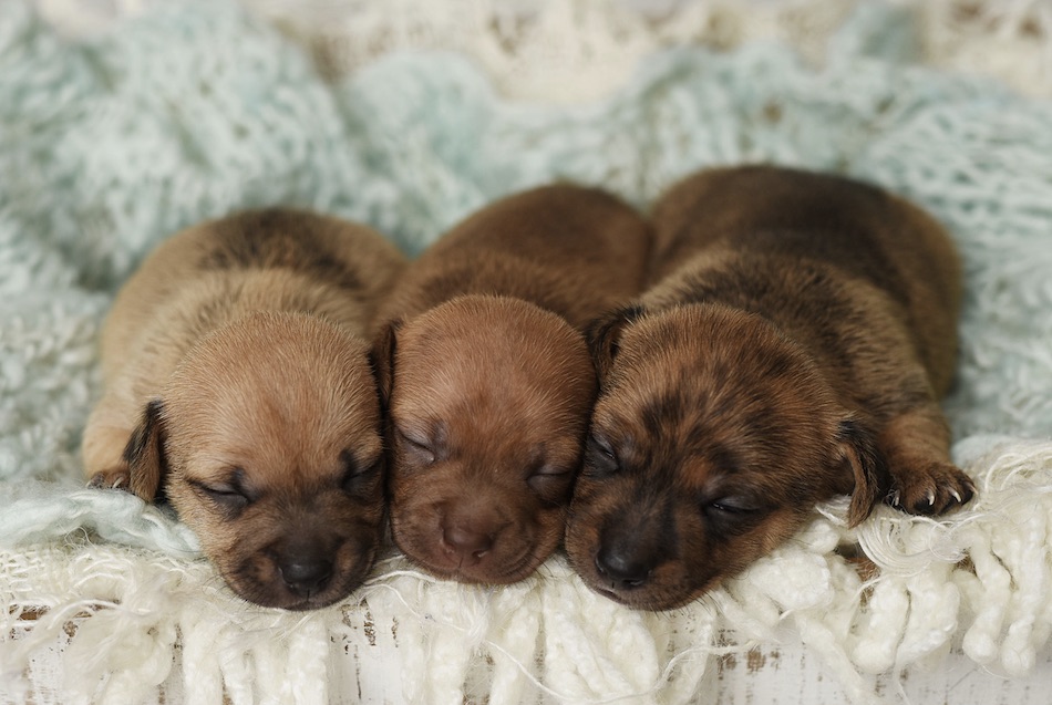 puppy-2.jpg