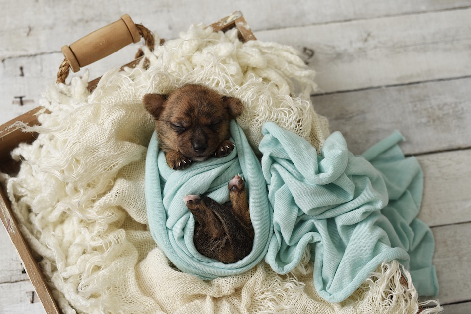 puppy-3.jpg