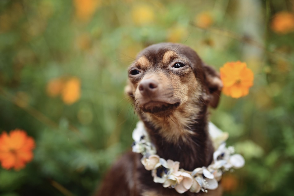 puppy-4.jpg