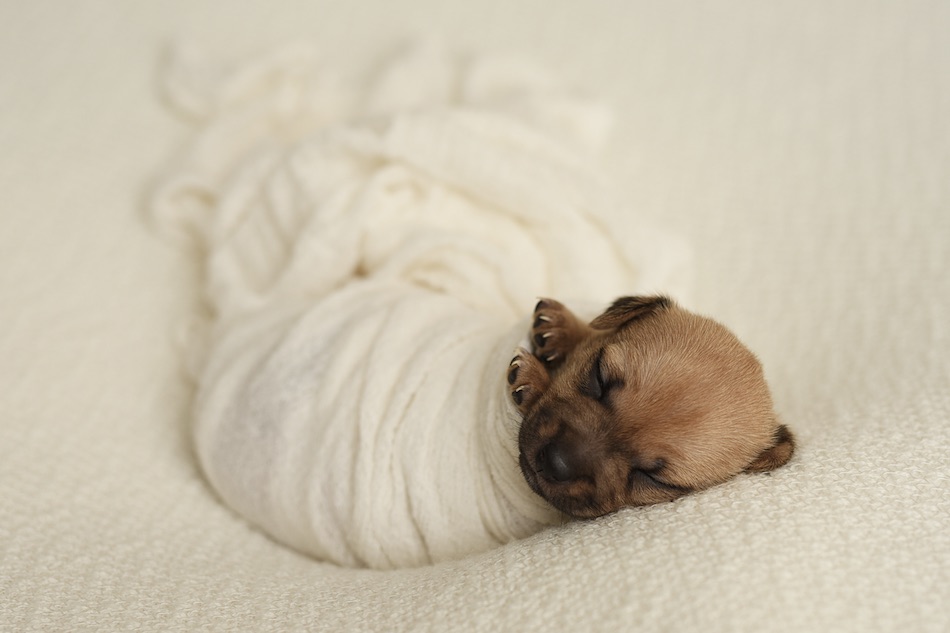 puppy-5.jpg