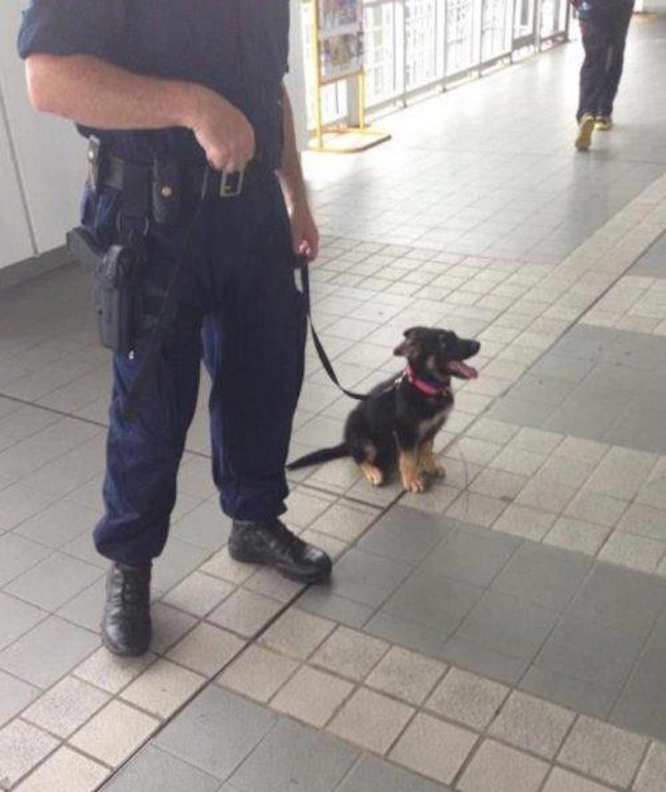 puppy-6.jpg