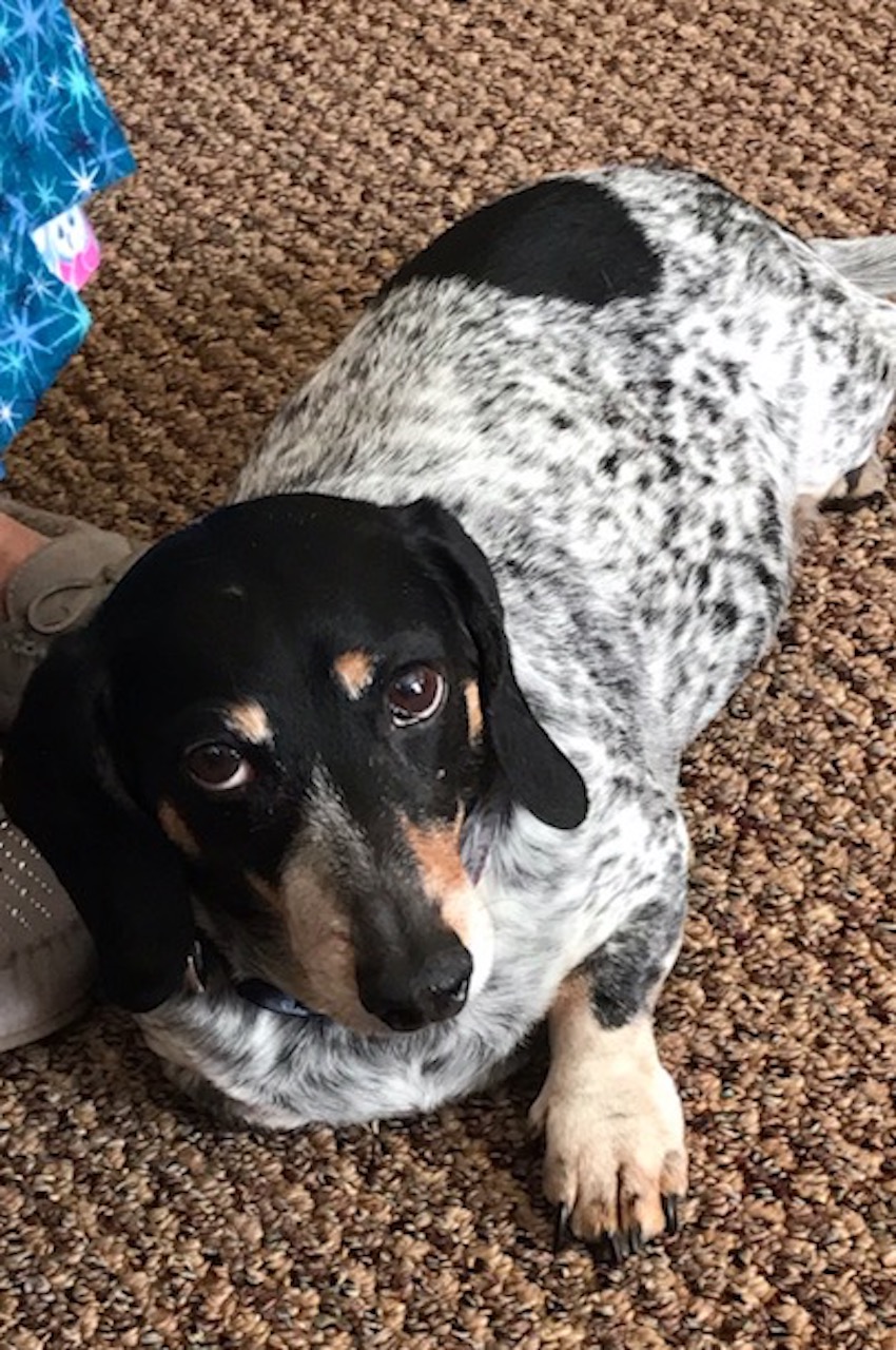 puppy-dog-eyes-10.jpg