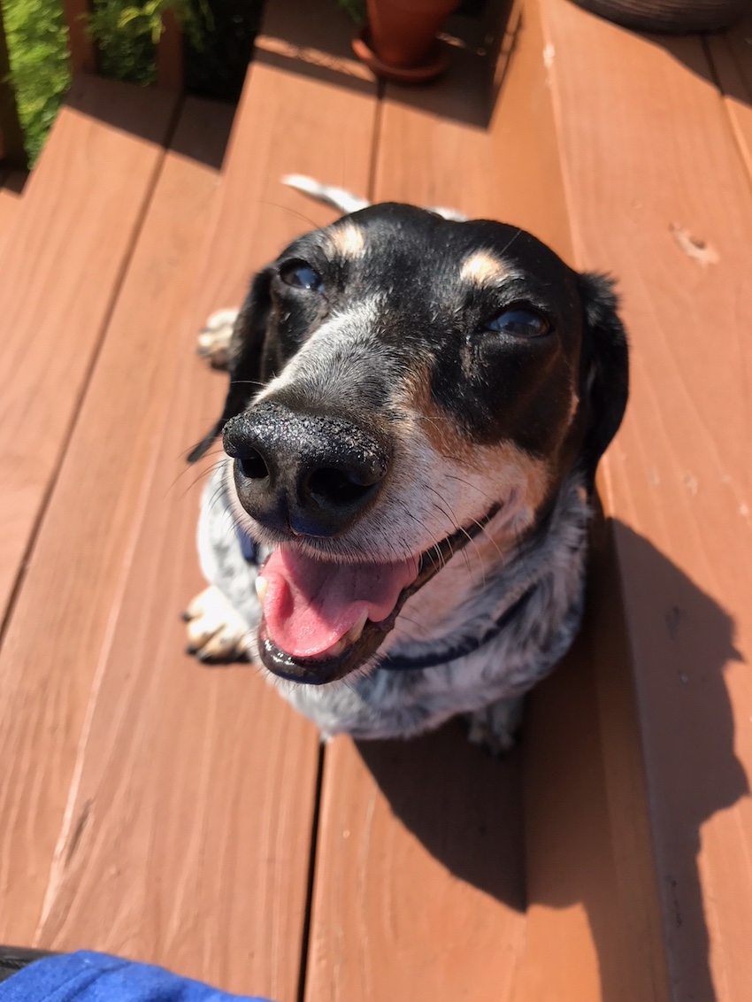 puppy-dog-eyes-4.jpg