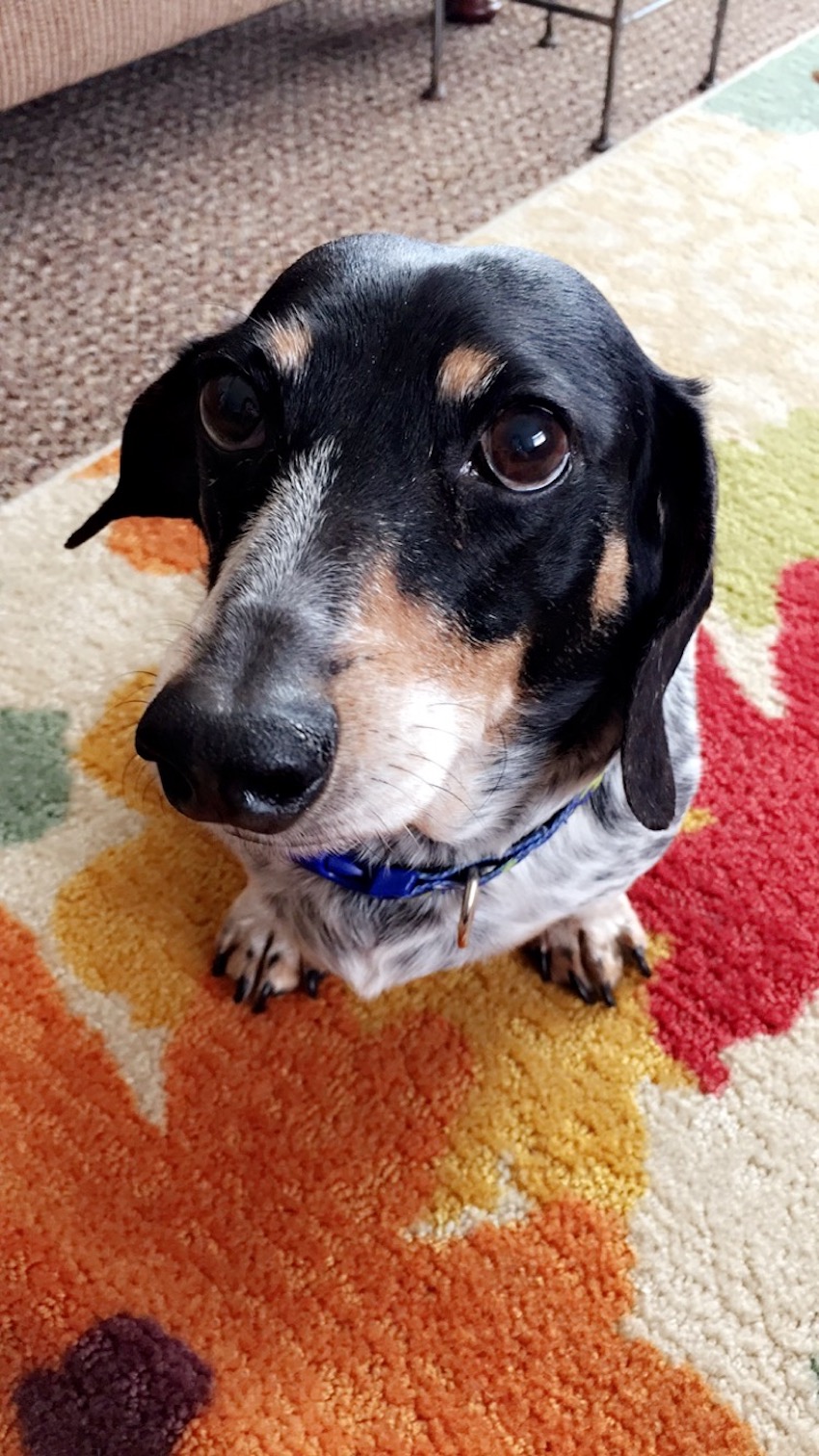 puppy-dog-eyes-8.jpg