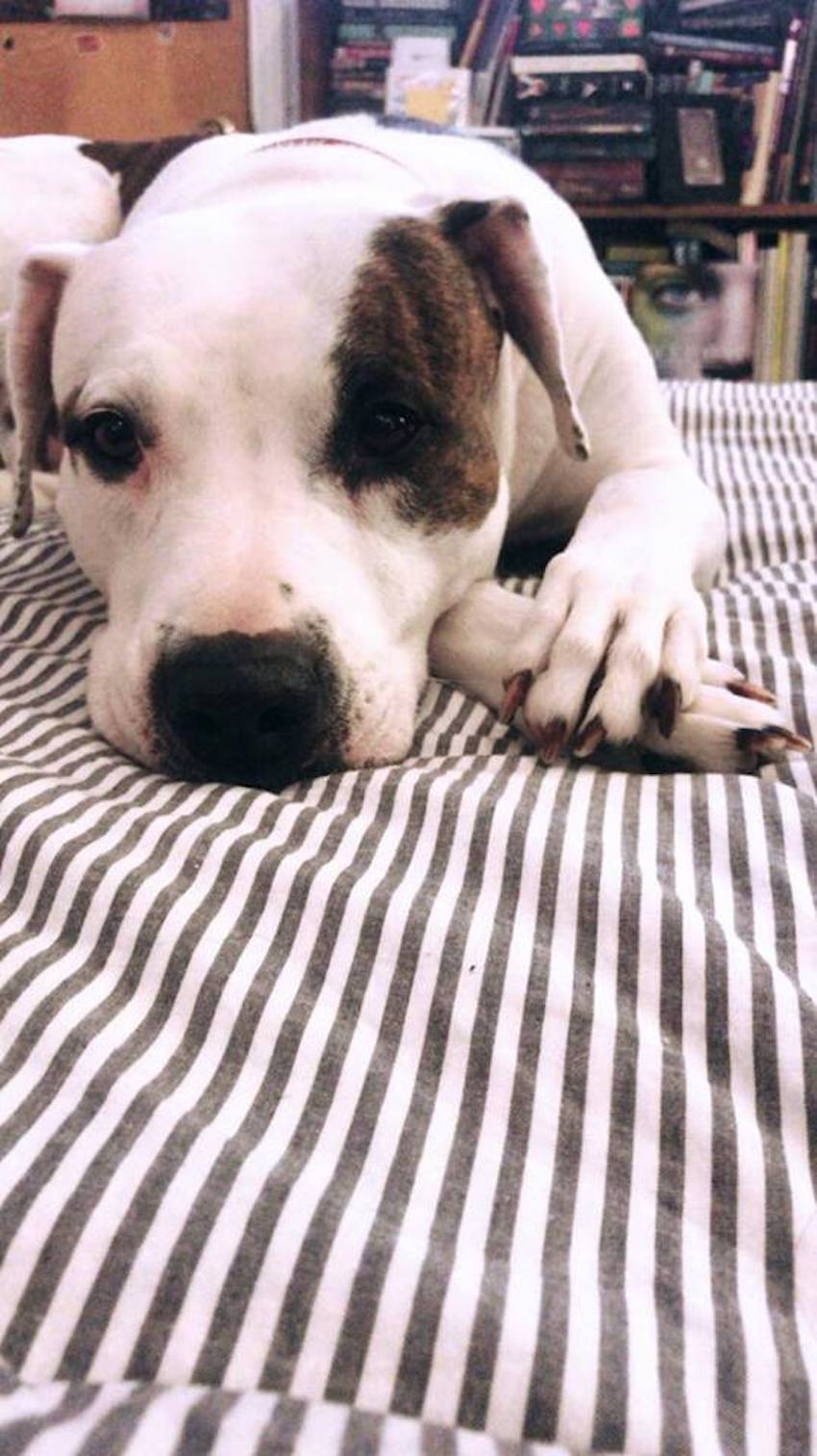 puppy-dog-eyes-9.jpg